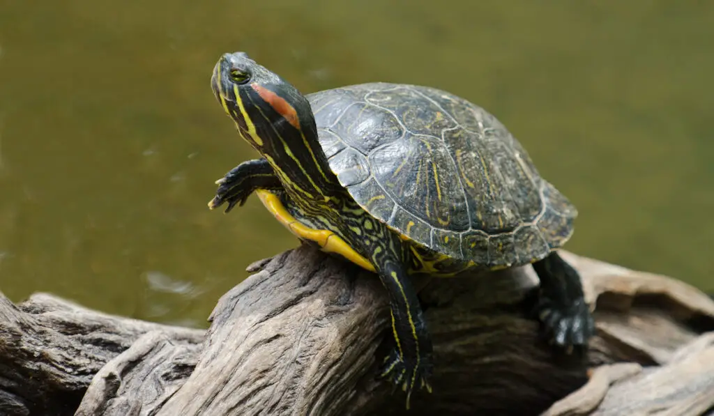 A red-eared slider turtle basking in the sun on a dead branch