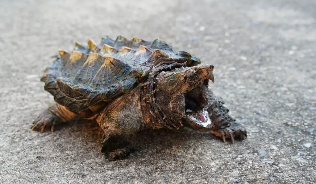 Alligator snapping turtle on the road
