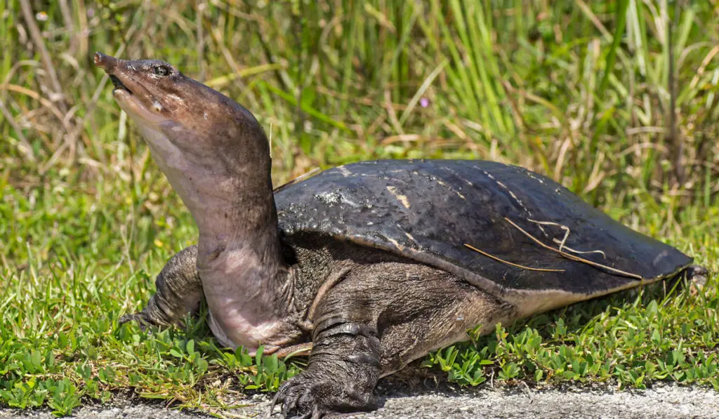 Florida Softshell Turtle in the Florida Everglades
