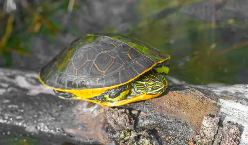 Wild Florida chicken turtle sunning itself on log